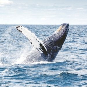 Whale Watching