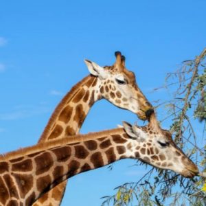 Zoo